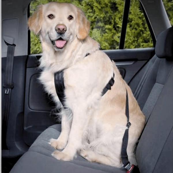 Hund I Bilen